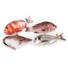 PESCADO