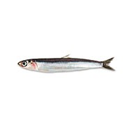 Pescado Azul