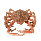 Centollo